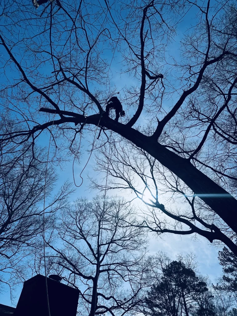 fayette tree doing tree service for tree health for a homeowner in fayetteville ga