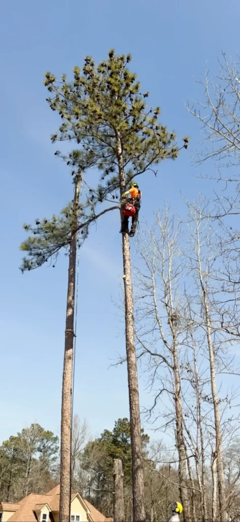 Fayette Tree worker pruning upper branches from a tall pine tree using climbing equipment