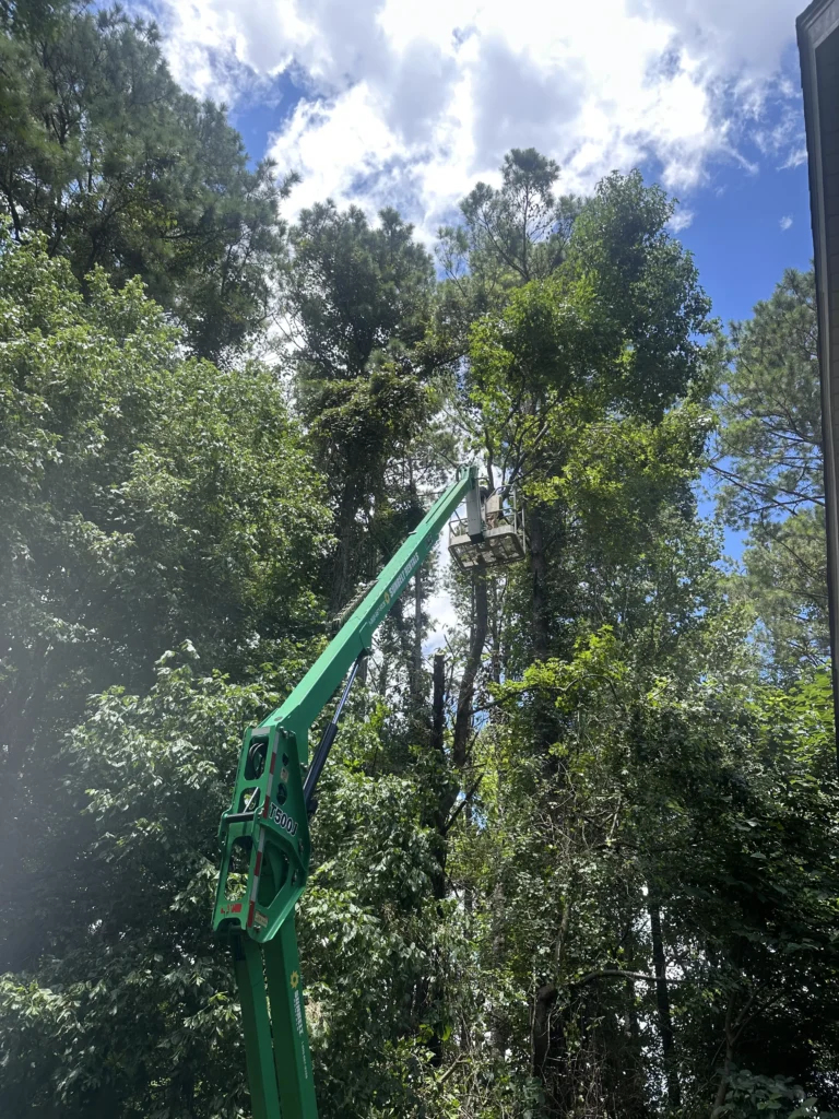 fayette tree trimming a mature and overgrown tree wth their tree trimming and pruning services