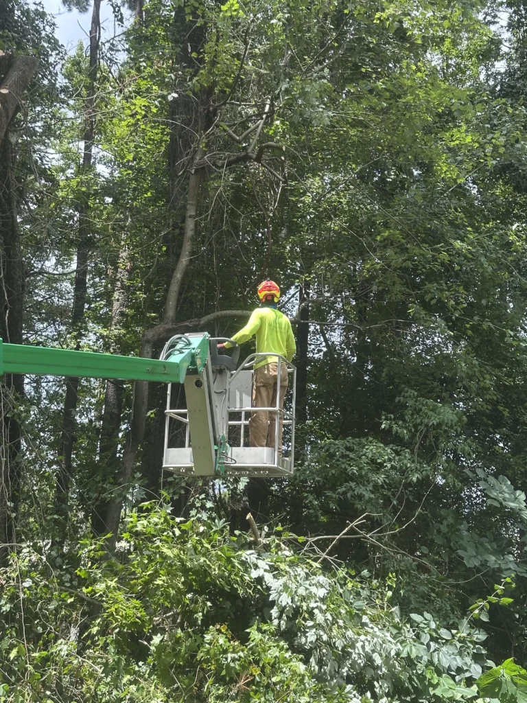 fayette tree removing a tree after a storm with emergency tree removal in fayetteville ga