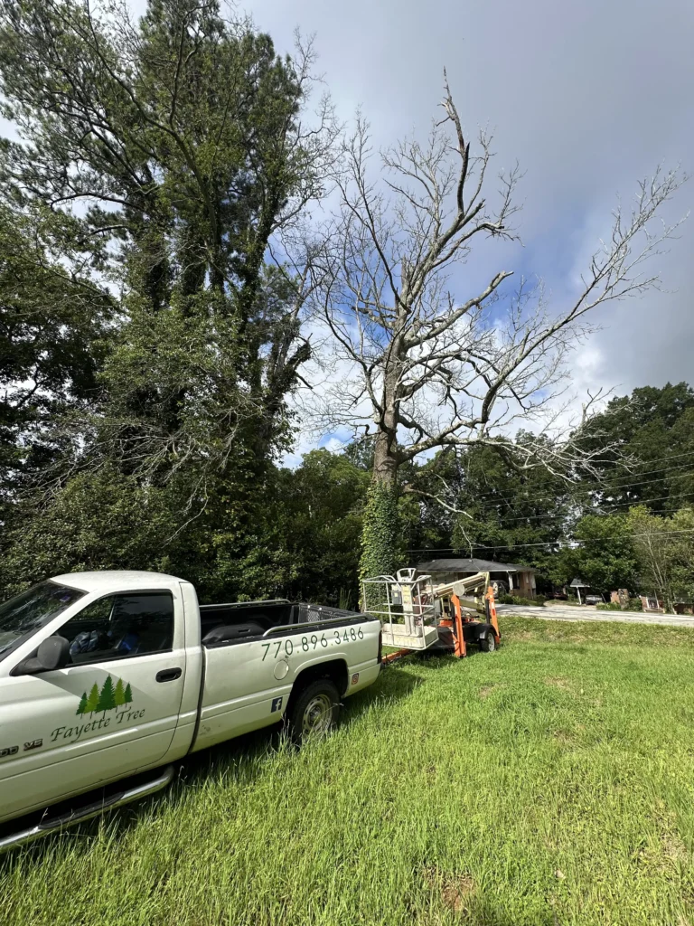 Fayette Tree service truck and lift beside a declining tree during a tree health assessment