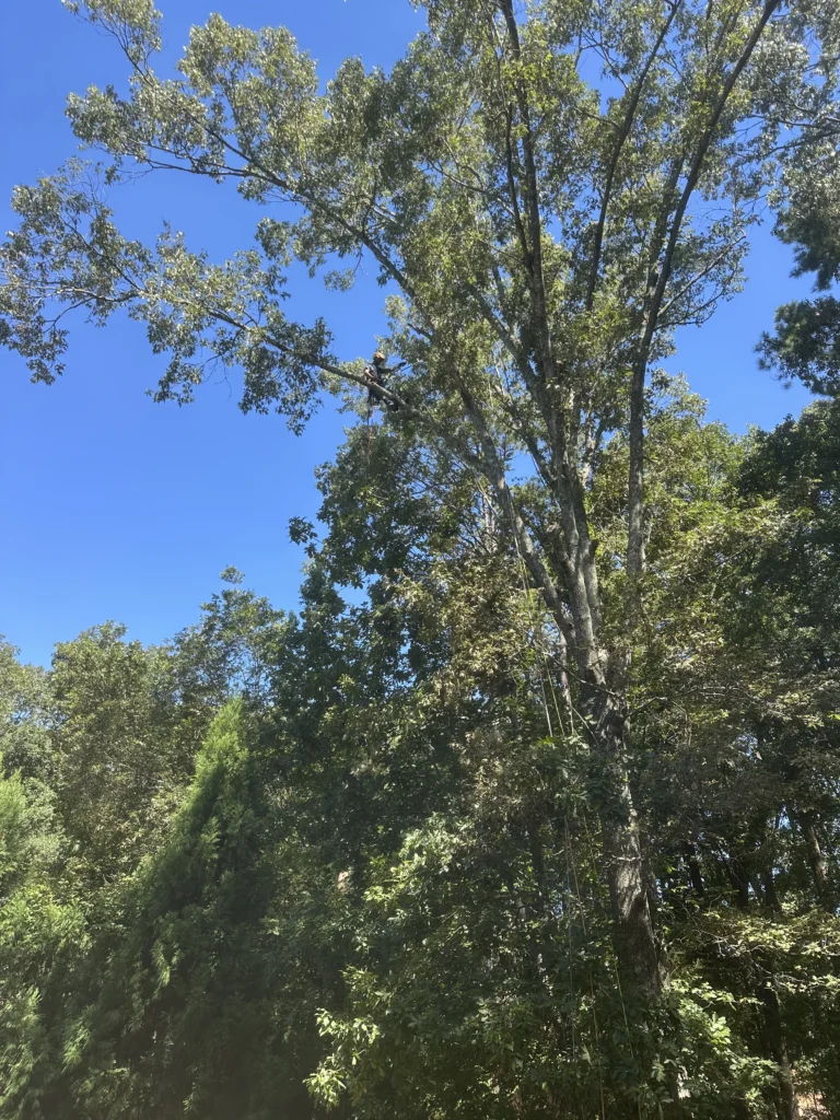 Tree worker performing selective pruning high in the canopy of a mature residential tree