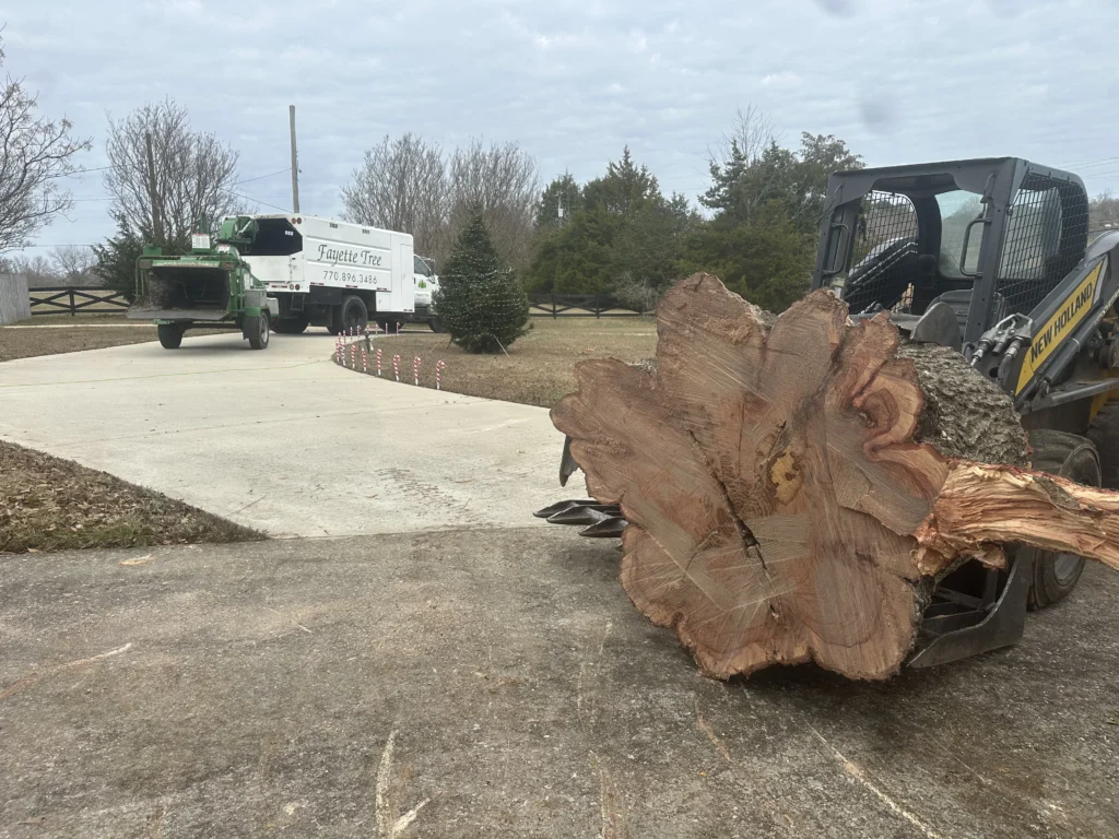 tree removal service in progress removing a very large mature tree in fayetteville ga by fayette tree